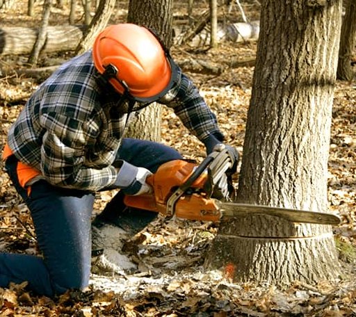 Tree Removal in Loco, OK